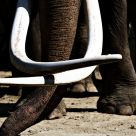tusks
