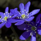 Hepatica nobilis