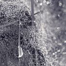 Dew 1