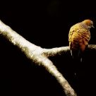 Loneliness