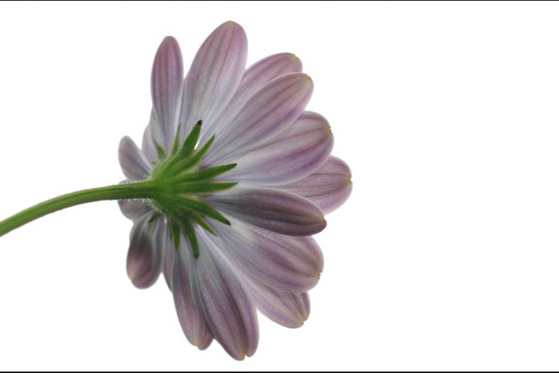 Dimorphotheca Ecklonis