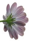 Dimorphotheca Ecklonis