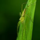 Green lynx spider