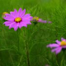 Simple is beauty