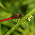 Red Dragonfly