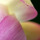 Blossom
