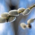 A willow catkin