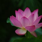 Nature - Lotus