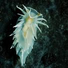 White Lined Dirona - Dirona albolineata