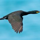 Shag (Phalacrocorax aristotelis)