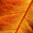 Rose Leaf - Detail