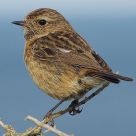 Stonechat female