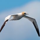Northern Gannet
