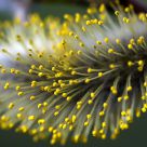A willow catkin