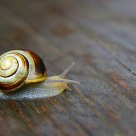 Snail