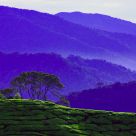 Tea Plantation