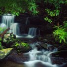 Rhododendron Forest Stream
