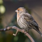 House Finch in Rhododendron Bush