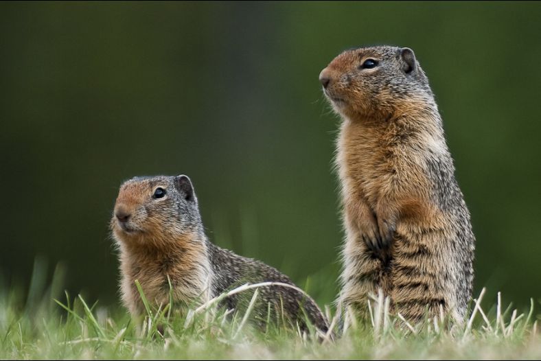 Mantled Ground Squirrel