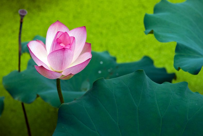 Lotus