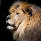 King of the Forest
