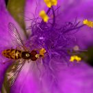 Nectaring II