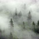 Misty Valley Treetops