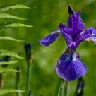Iris
