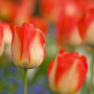 Tulip Dream