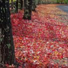 Fall Red Colors