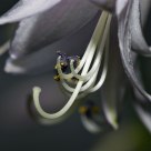 Pale Purple