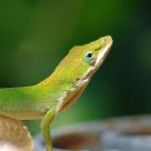 Lizard Looks Up