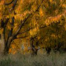 Autumn trees