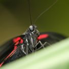 Butterfly at Rest