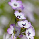 Birds Eye Gilia