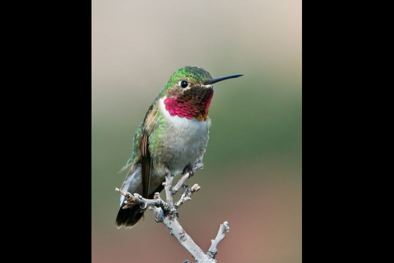 Hummingbird