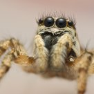 Jumping spider