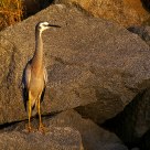 White-faced Heron