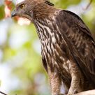 Changeable Hawk Eagle