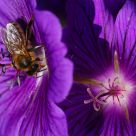 Violet delight