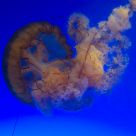 Jelly Fish