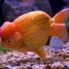 Goldfish-Ranchu