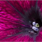 Pollen