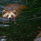 Swimmer