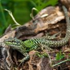 Gekko