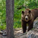 Scandinavian Brown Bear