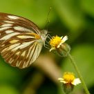 Brown Butterfly