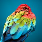 Colored Feathers
