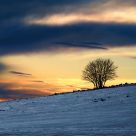 lonely tree
