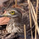 Eurasian Thicknee